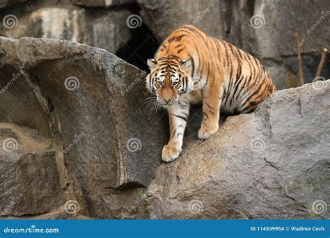 Siberian Tigers Panthera Tigris Altaica Resting And Playing In The