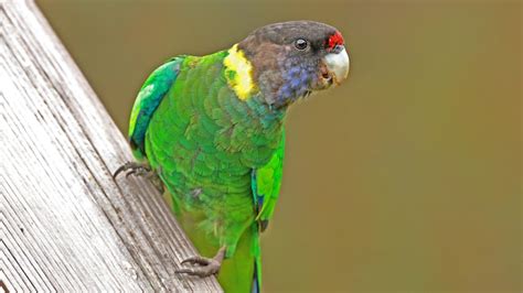 WA parrot 28's numerical name may have links to French…