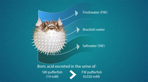 New Study Sheds Light On Boric Acid Transport And Excretion In Marine