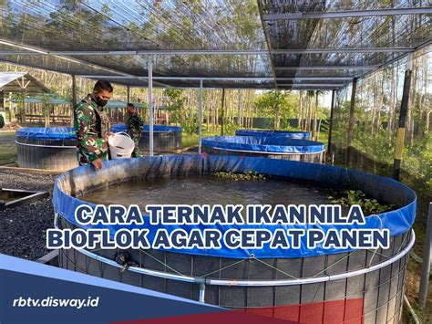 Begini Cara Ternak Ikan Nila Bioflok Agar Cepat Panen Dan Bisa Untung