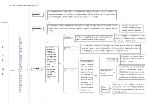 Sistema Nervioso Central Psicologia Cuadro sinóptico Psicología