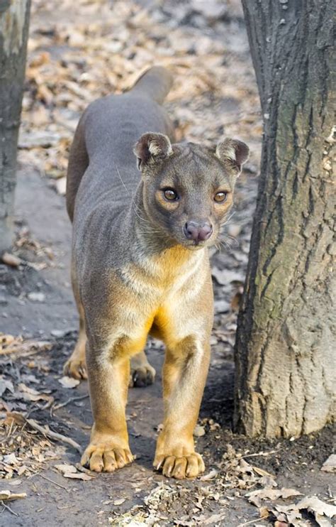 Fossa Facts - Animal Facts Encyclopedia