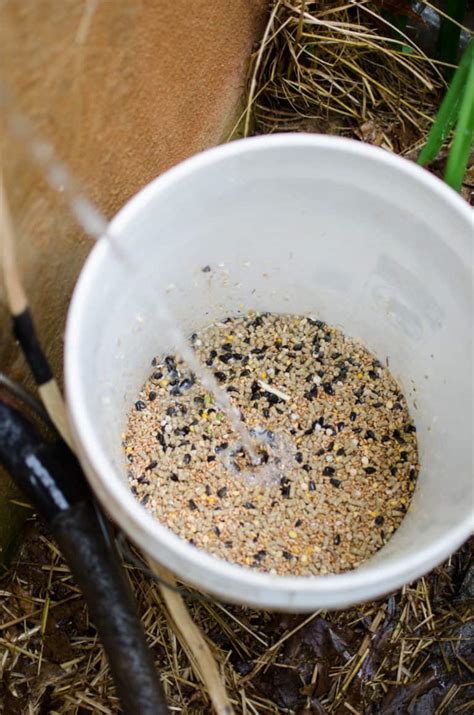 How To Make Homemade Chicken Feed Amy K Fewell