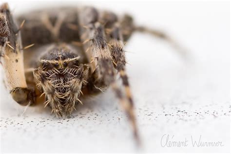 Macrophotographie Clément Wurmser photo d arachnides et d araignees