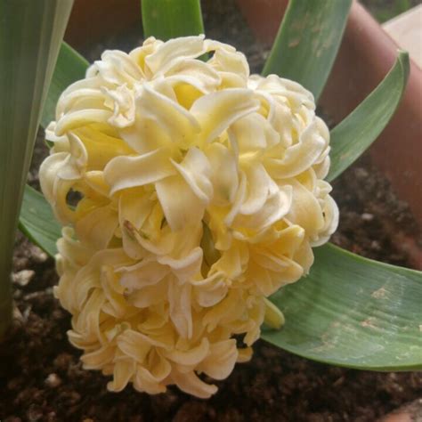 Hyacinthus Orientalis City Of Haarlem Hyacinth City Of Haarlem In