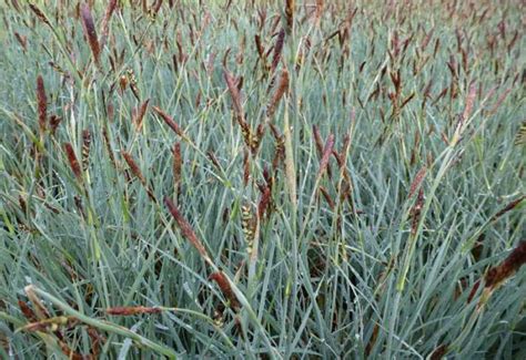 Blauwe Zegge Carex Panicea Planten Online Kopen