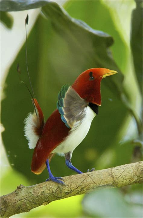 6 De Las Aves Más Bellas Del Planeta