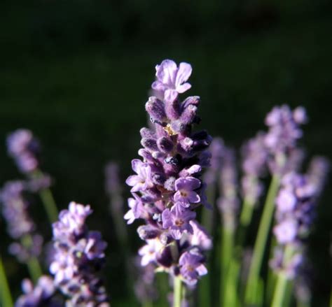 Echter Lavendel Bl Te Lila Lavandula Officinalis Galerie Album Bilder Fotos