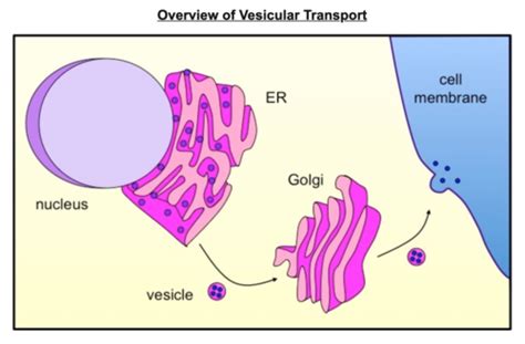 IB HL Biology Flashcards | Quizlet 