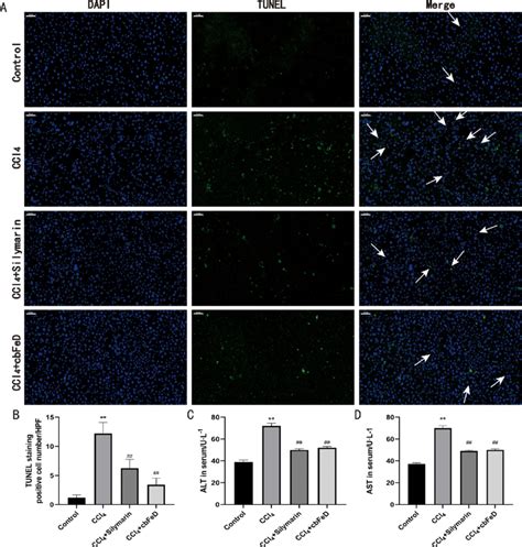 Cbfed Treatment Alleviated Hepatic Cells Apoptosis Induced By Chronic