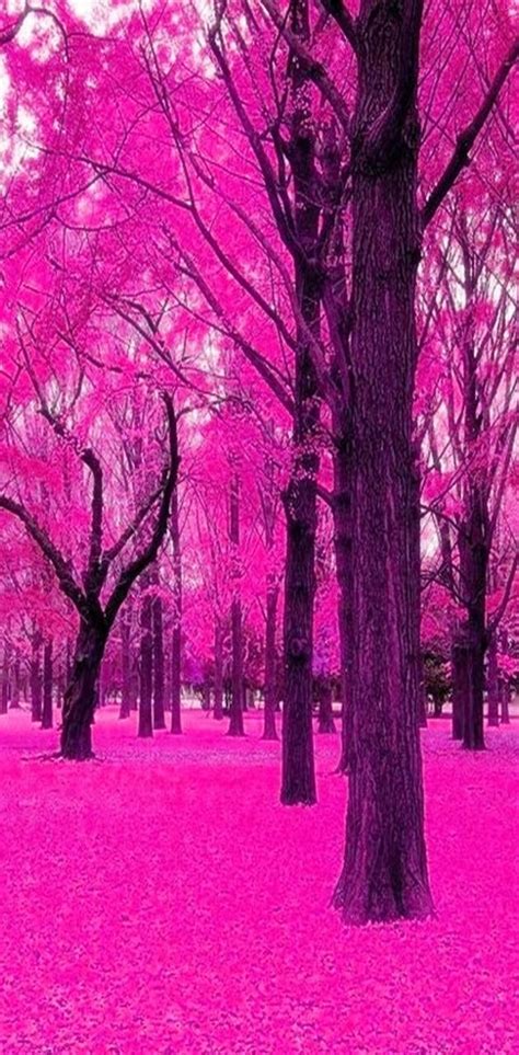 Winter Forest Pink Wallpapers - Wallpaper Cave