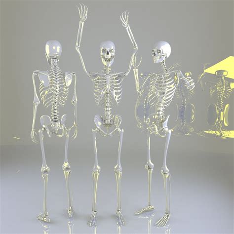 Human Male Skeleton Rigged Mr Vr D Model Max Fbx Ds Free D