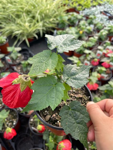 Abutilon Lucky Lantern Red Live Plant Etsy