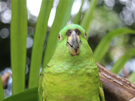 Yellow-naped Amazon Parrot - Alturas Wildlife Sanctuary