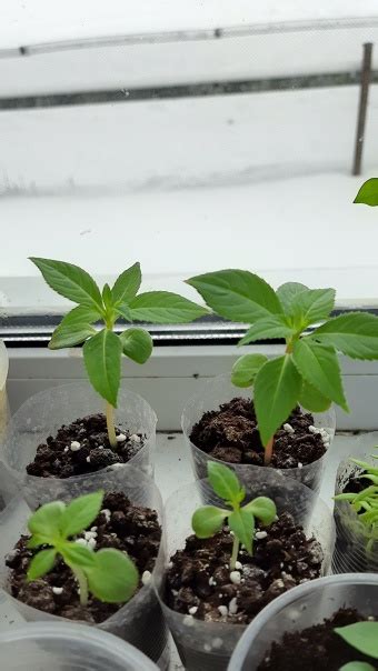 Бальзамин из семян, цвет микс, сорт "ТОМ ТАМ | Моя семья | ВКонтакте