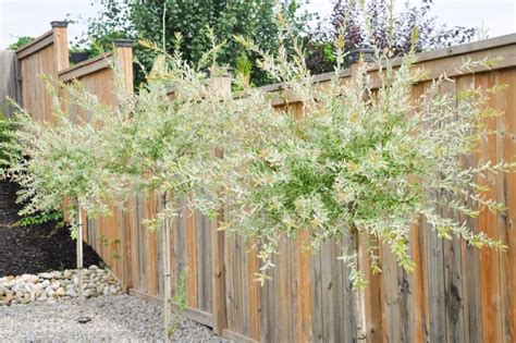 6 Reasons To Plant A Dappled Willow & How To Care For It