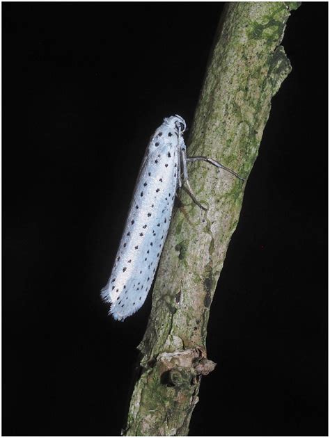 Bird Cherry Ermine Yponomeuta Evonymella I Didn T Know Wha Flickr