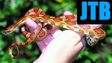 Taming And Handling A Corn Snake Youtube