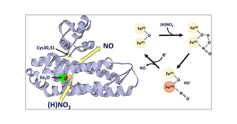 The Di Iron Protein Ytfe Is A Nitric Oxide Generating Nitrite Reductase