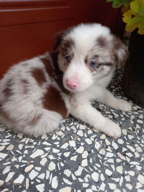 Border collie suczka już do odbioru Podrzecze OLX pl