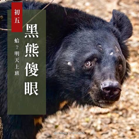 太有才！壽山動物園過年習俗懶人包 動物明星「用演的」 生活 自由時報電子報