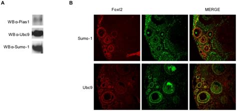 A Pias1 Ubc9 And Sumo 1 Are Expressed In 4 Week Mouse Ovaries 4 Week