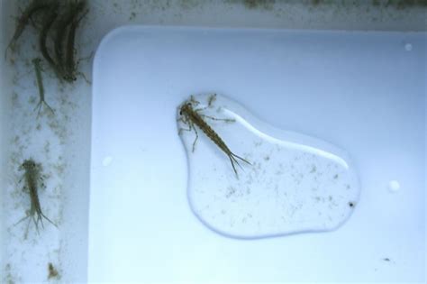 Damselfly larvae. Ew! - Aquariadise