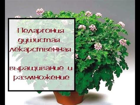 Пеларгония душистая лекарственная Душистая герань - YouTube