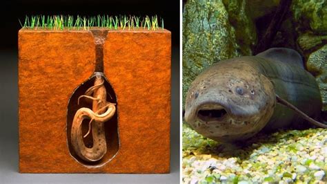 The African Lungfish That Can Survive On Land For Years Viral Zone 24