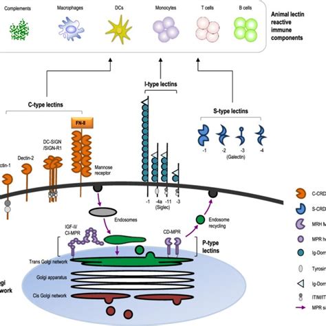 A Summary Of The C Type Lectin Receptors Dealt With In This Review