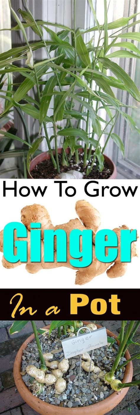 How To Grow Ginger At Home Ginger Growing Root Grow Everything