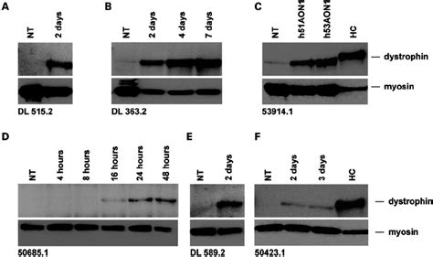 Western Blot Analysis Of The Aon Treated Myotube Cultures Monoclonal