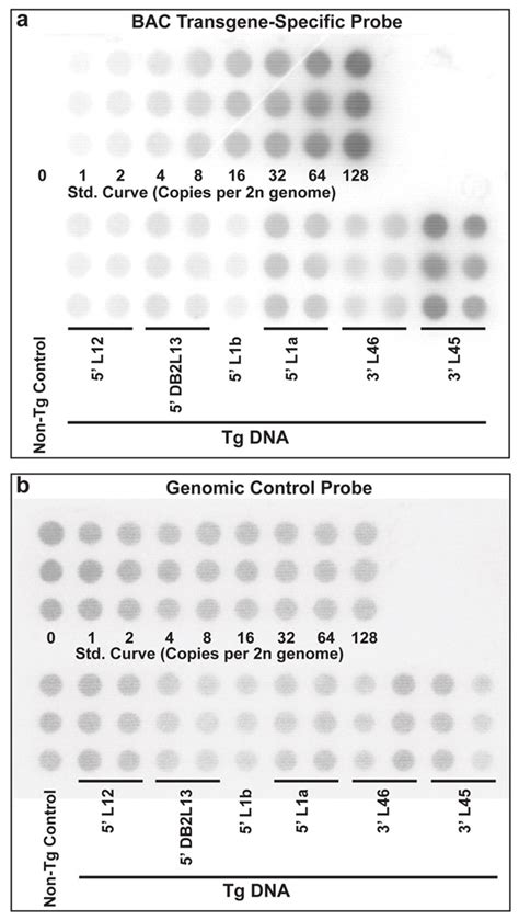 Relevance Of Bac Transgene Copy Number In Mice Transgene Copy Number