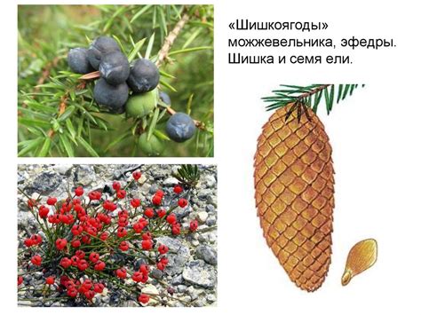 Плоды. Общая характеристика плодов. Принципы классификации плодов ...