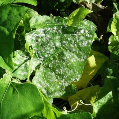 How to Grow Ivy Gourd - A Complete Guide? - Homestead Gardener