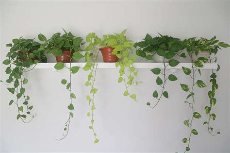 How to Grow and Care for Pothos Houseplants | Gardener’s Path