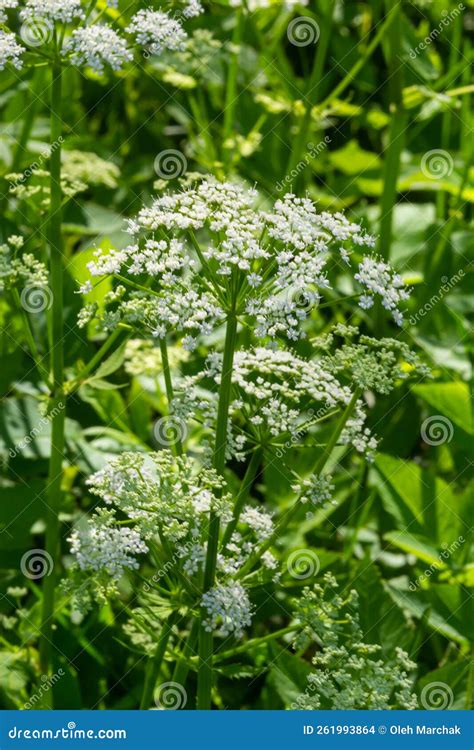 Close Up Of A White Flower Of The Species Aegopodium Podagraria