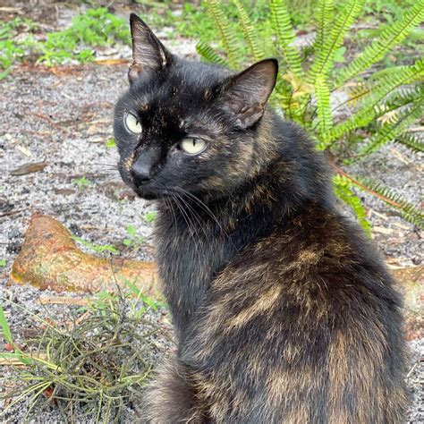 American Shorthair Cat: Breed Guide, Characteristics & Care