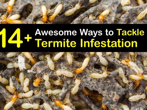 Drywood Termites Identification Facts Signs Terminix 50 OFF