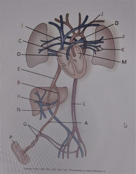 Label The Fetal Circulation Diagram Quizlet