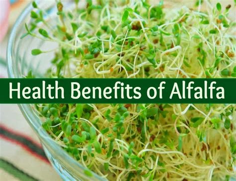 Health Benefits Of Alfalfa Medi Craze