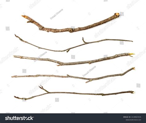 10320 Thin Twigs Images Stock Photos And Vectors Shutterstock