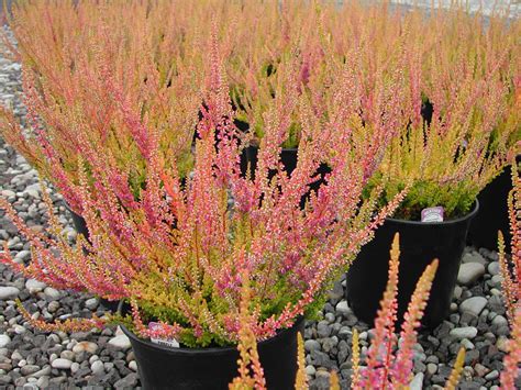 Photo #8804 | Calluna vulgaris 'Firefly' | plant lust