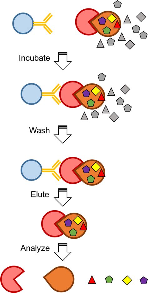 Co Immunoprecipitation Co IP Assay Lifeasible