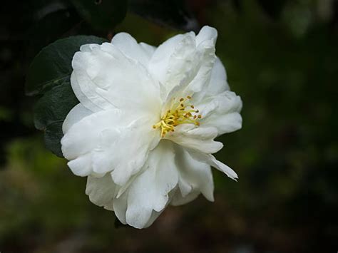 Best Camellia Sasanqua Stock Photos, Pictures & Royalty-Free Images - iStock