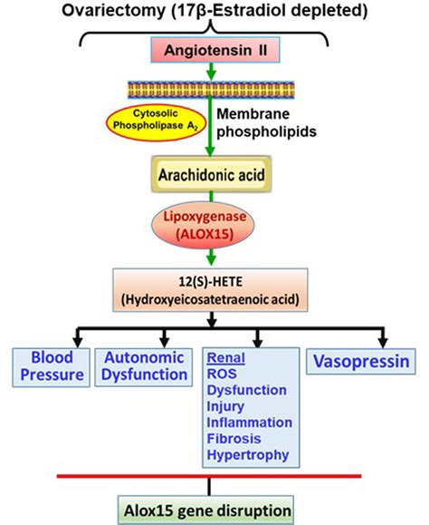 Ovariectomy Via Lipoxygenase Augments Angiotensin Ii Induced