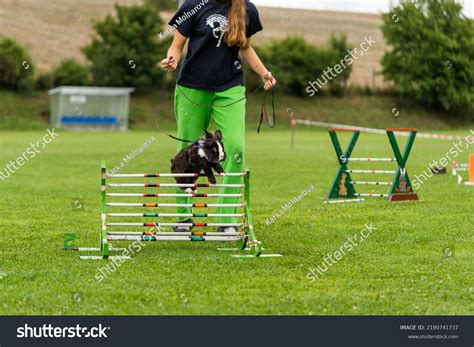 Adorable Rabbit Bunny Jumping Over Obstacles Stock Photo 2190741737 ...