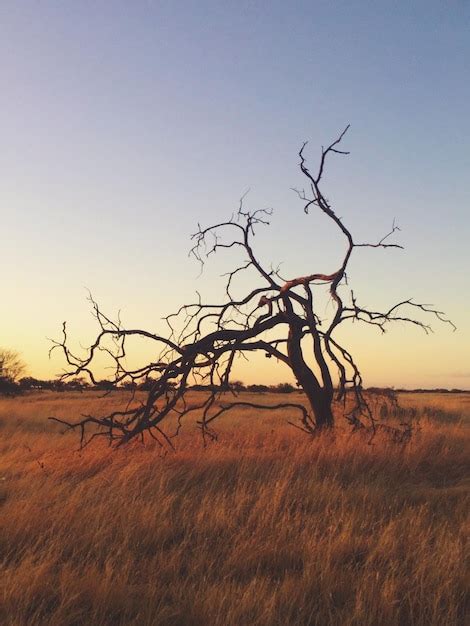 Premium Photo Bare Tree On Field Against Clear Sky