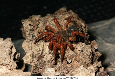 Trapdoor Spider Habitat Stock Photo 669032236 | Shutterstock