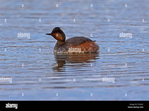 Black Necked Grebe Flight Hi Res Stock Photography And Images Alamy